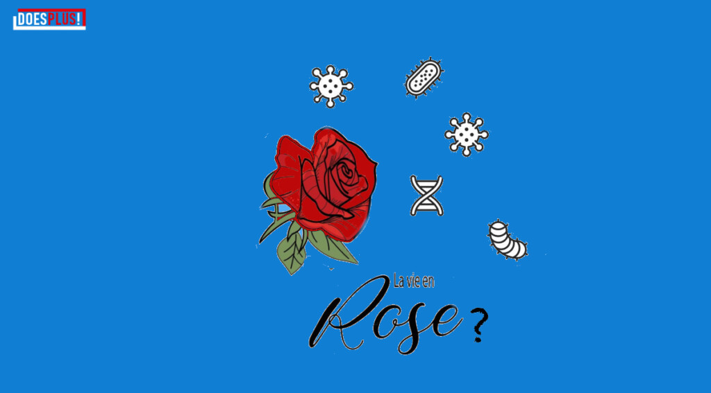 La vie en rose | DoesPlus!