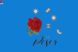 La vie en rose | DoesPlus!
