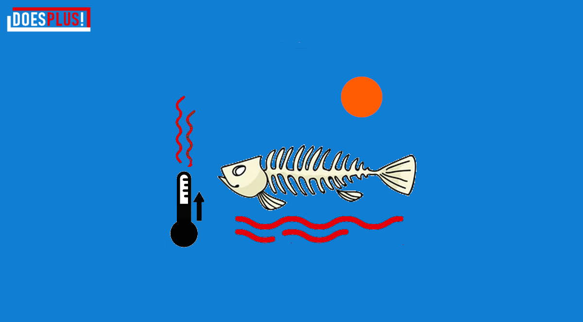 Oceaantop 2025 | DoesPlus!
