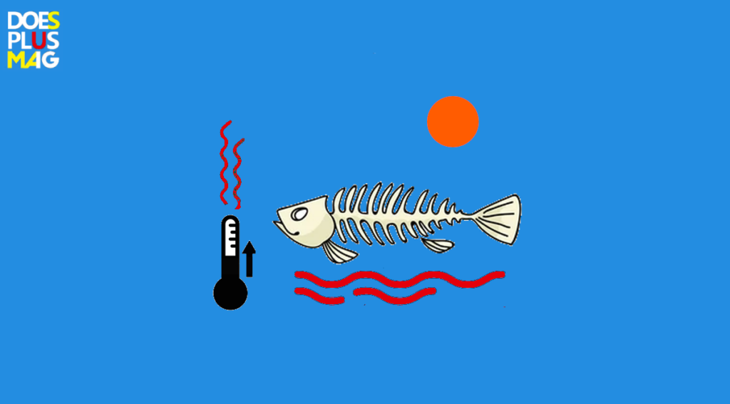 Oceaantop 2025 | DoesPlus!